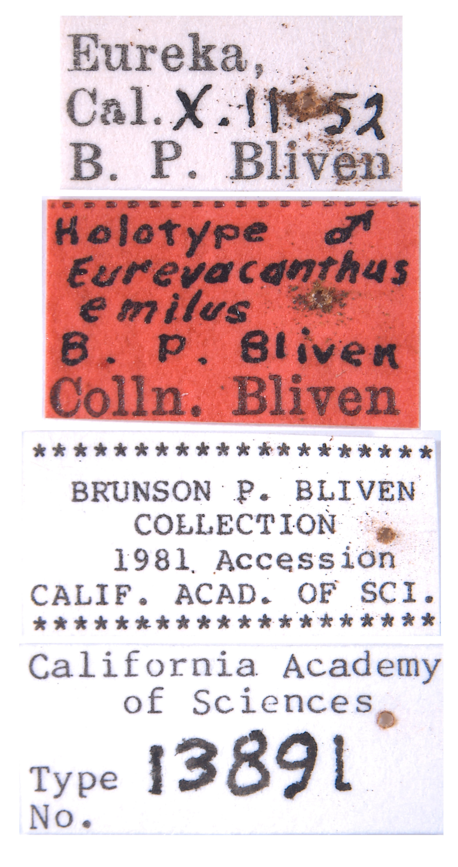 Eurevacanthus emilus image