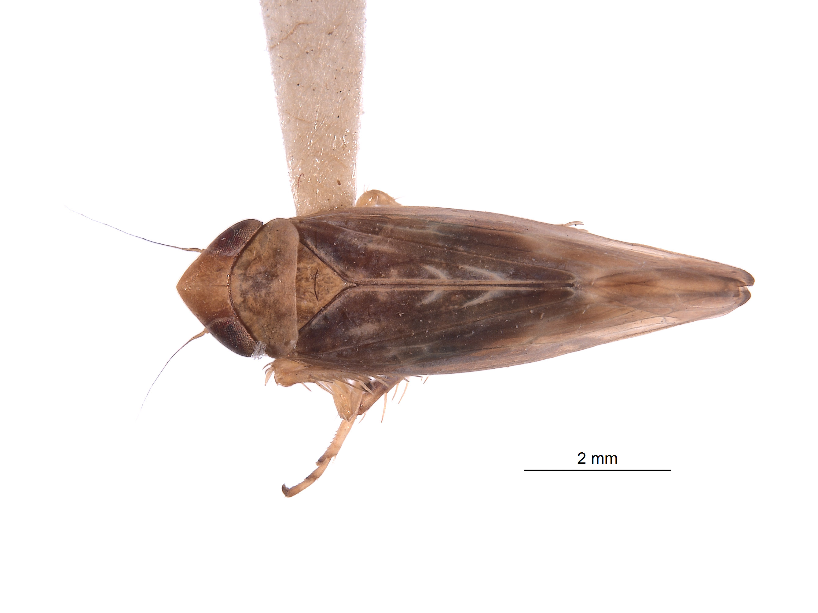Friscananus sannio image