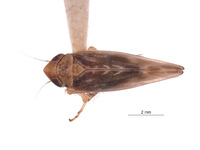 Image of Friscananus sannio