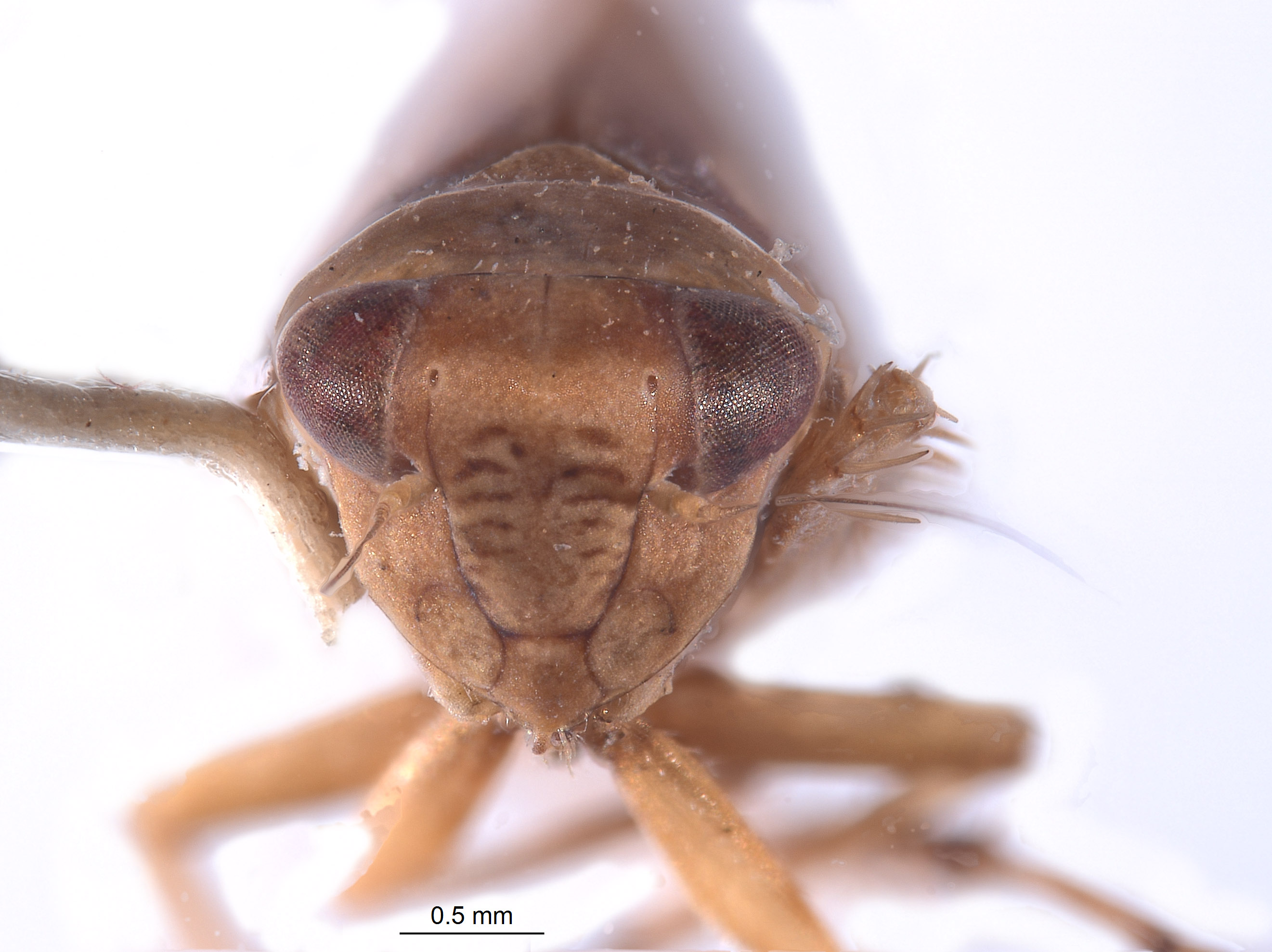 Friscananus sannio image