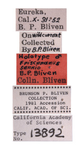 Friscananus sannio image