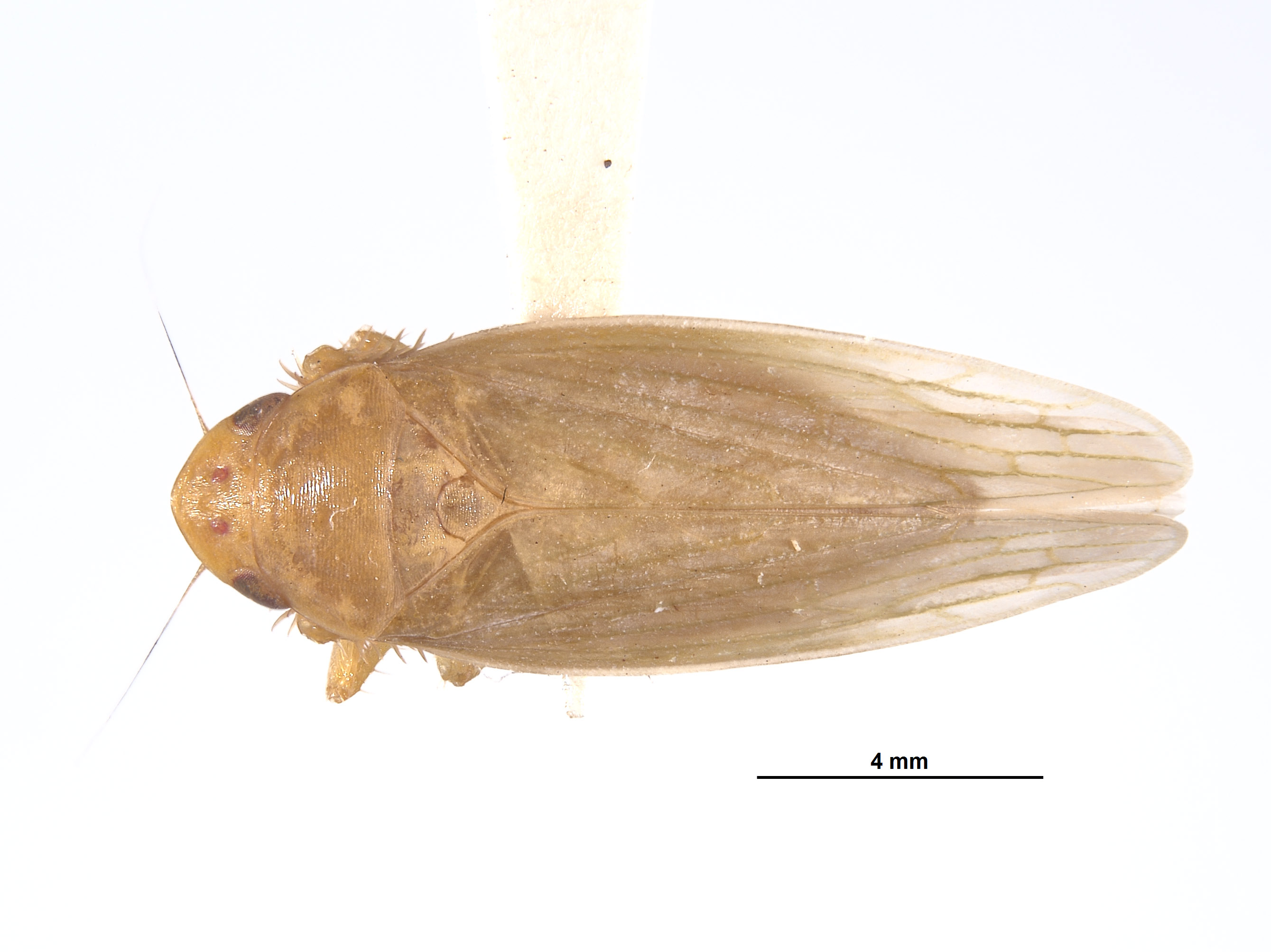 Gyponana sellularia image