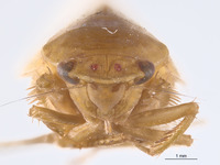 Gyponana sellularia image