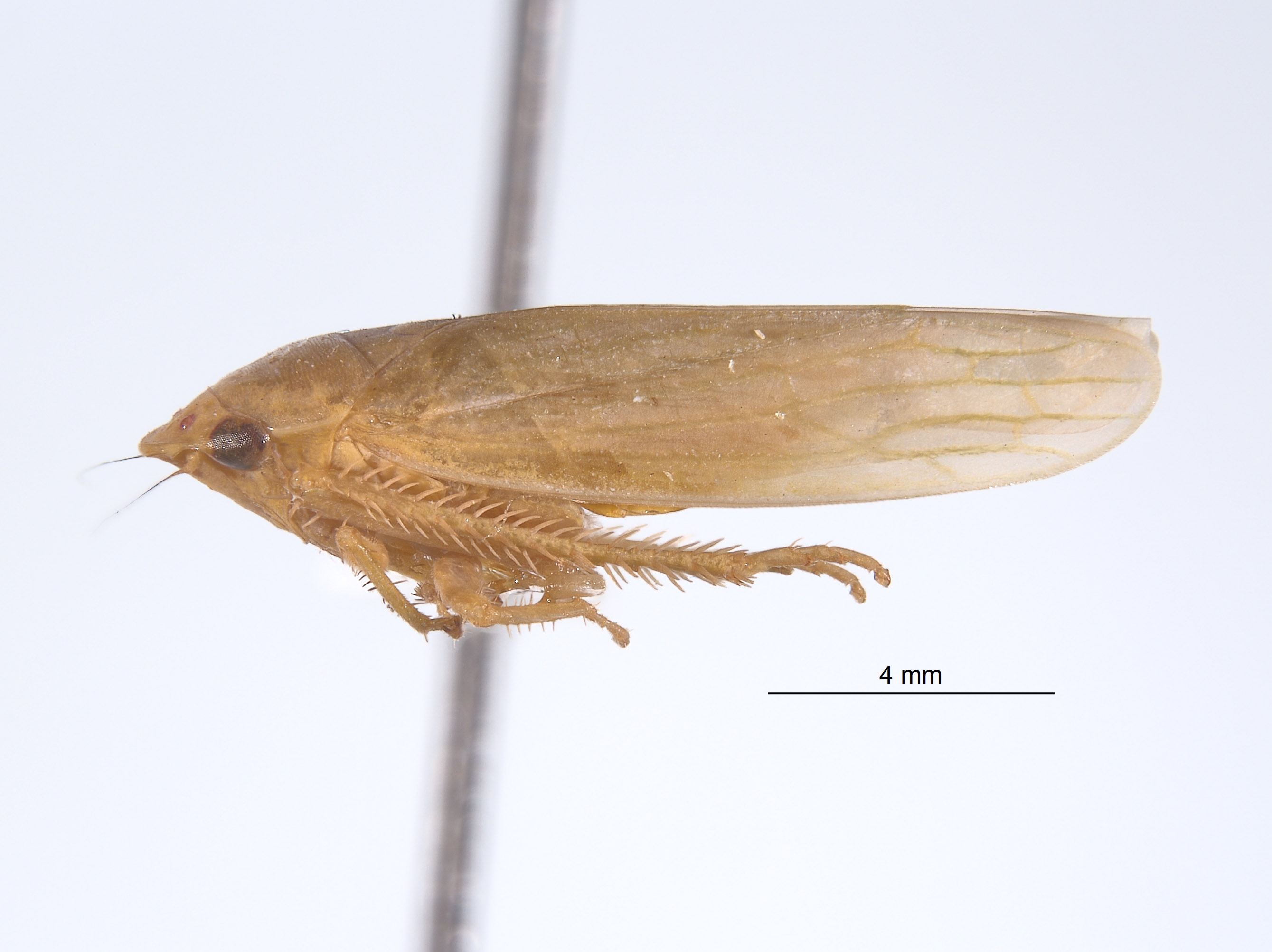 Gyponana sellularia image