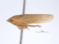 Gyponana sellularia image