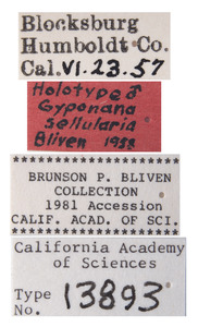 Gyponana sellularia image