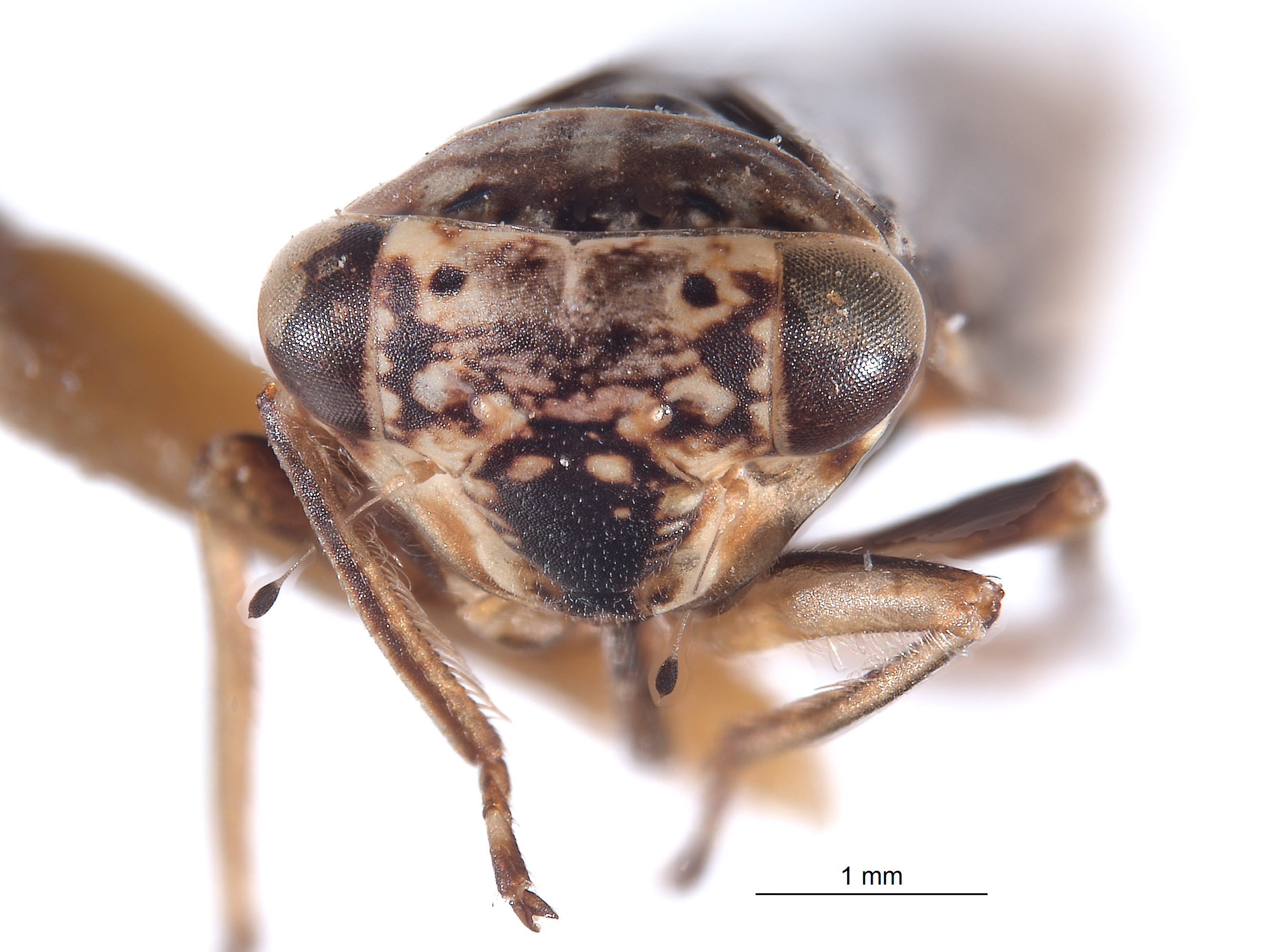 Idiocerus image