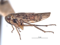 Idiocerus alnirubratus image