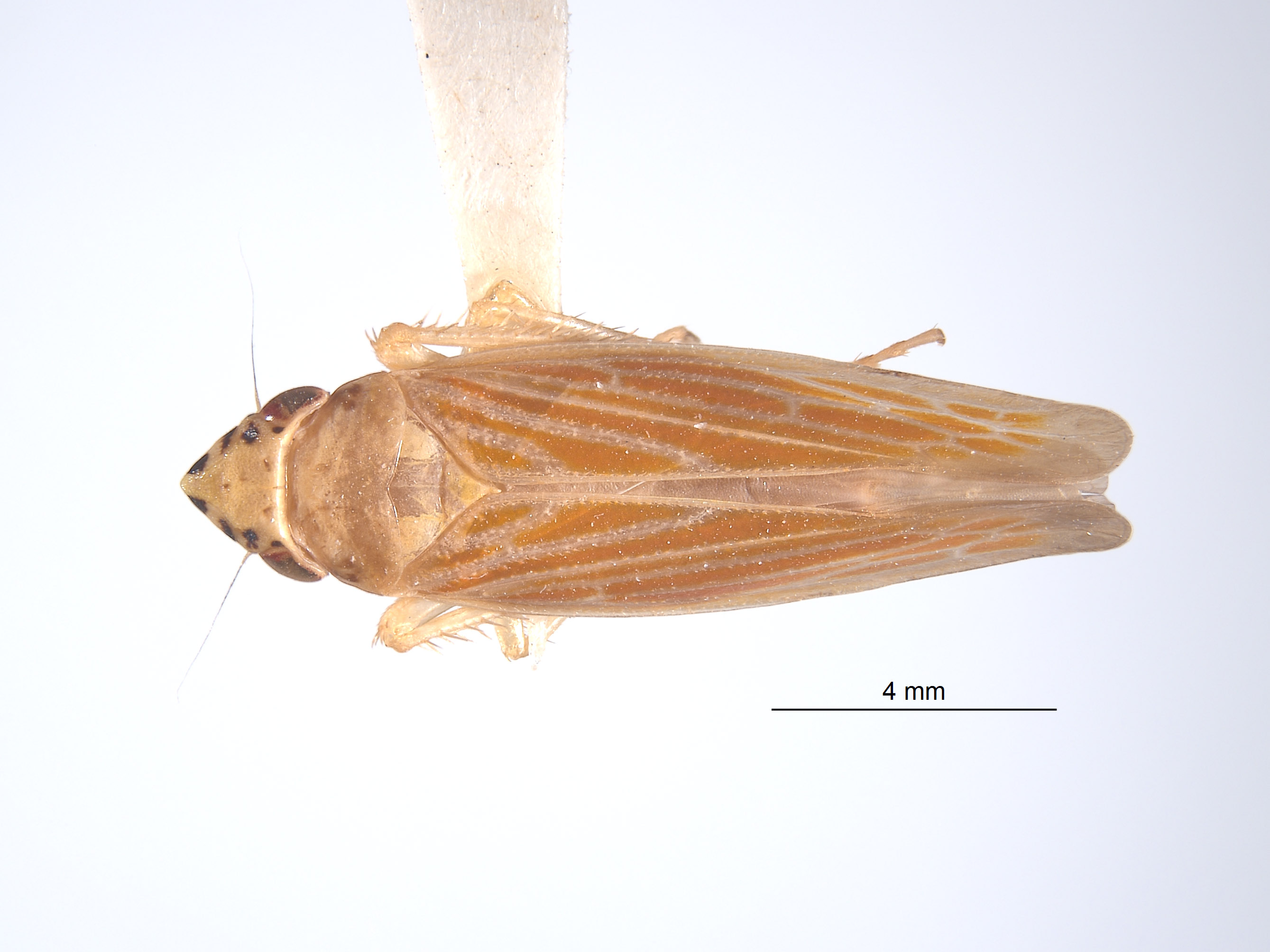 Bignoniaceae image