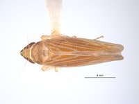 Paragonia semipagana image