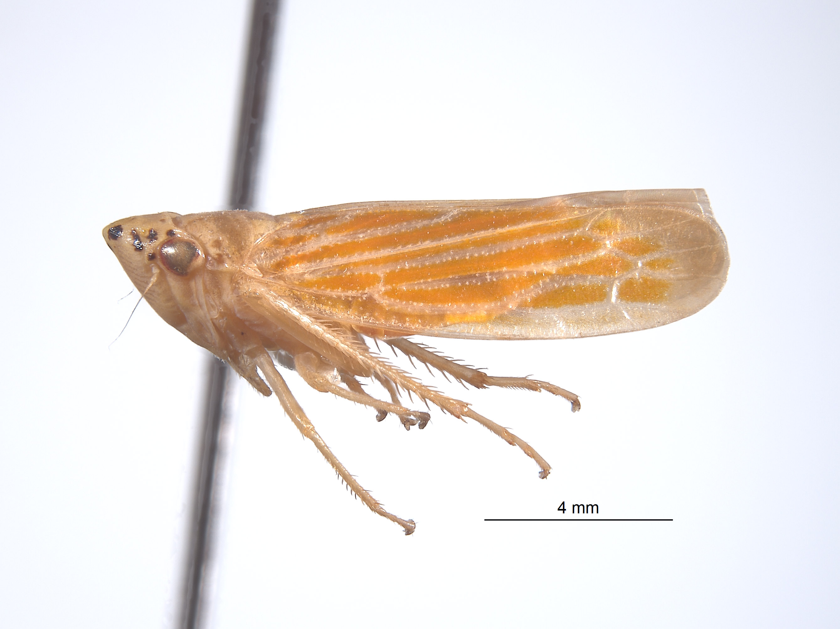 Paragonia semipagana image