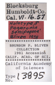 Paragonia semipagana image