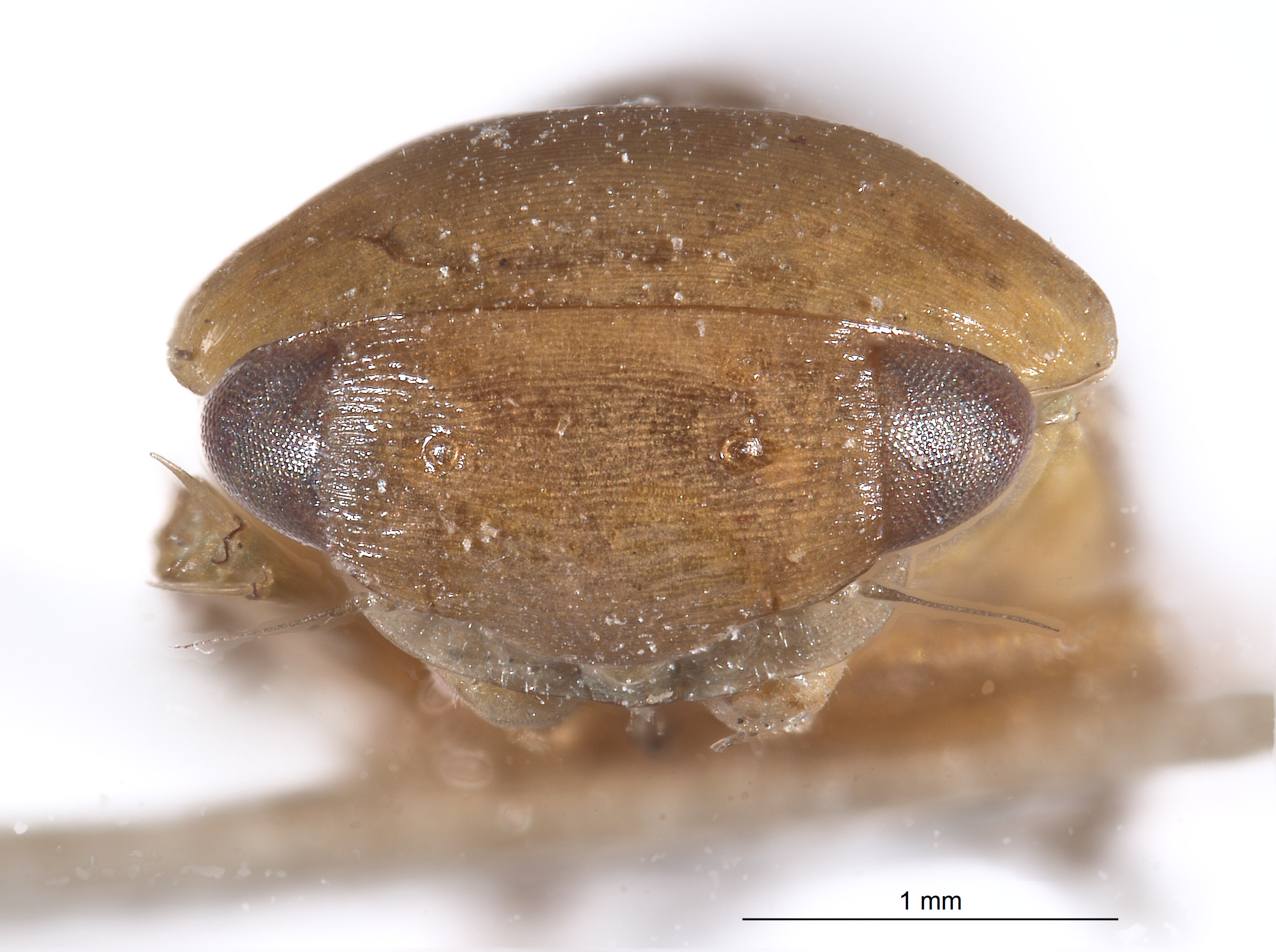 Stragania ivanpah image
