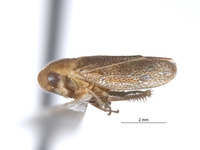 Stragania ivanpah image