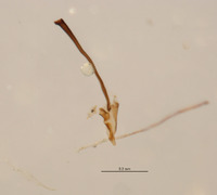 Galiomyza australis image