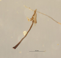 Galiomyza australis image