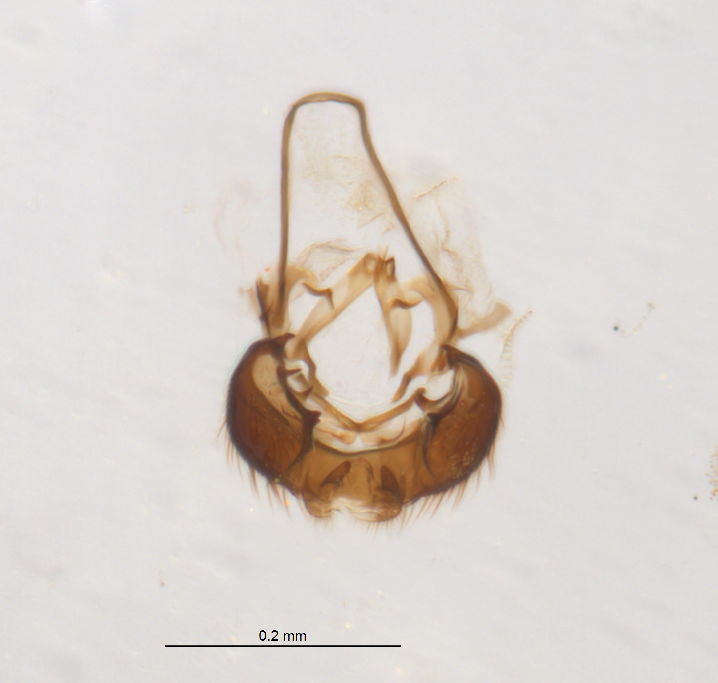 Agromyzidae image