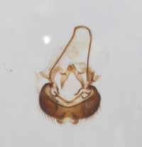 Galiomyza australis image