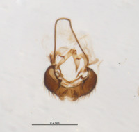 Galiomyza australis image