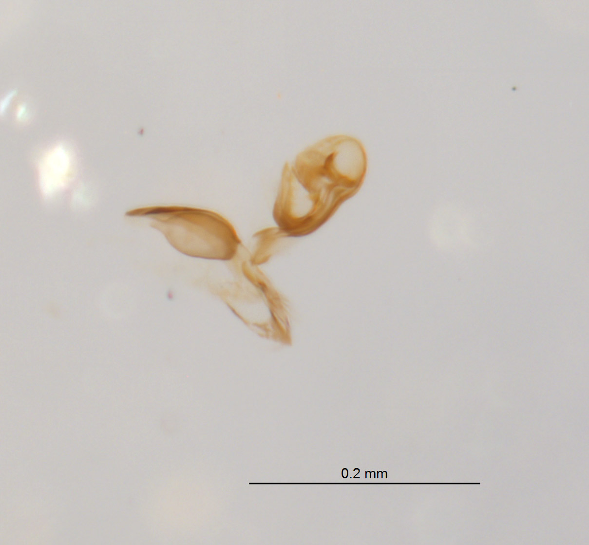 Agromyzidae image