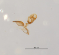 Galiomyza australis image