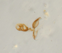 Galiomyza australis image