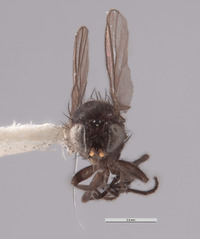 Galiomyza australis image