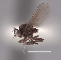 Galiomyza australis image