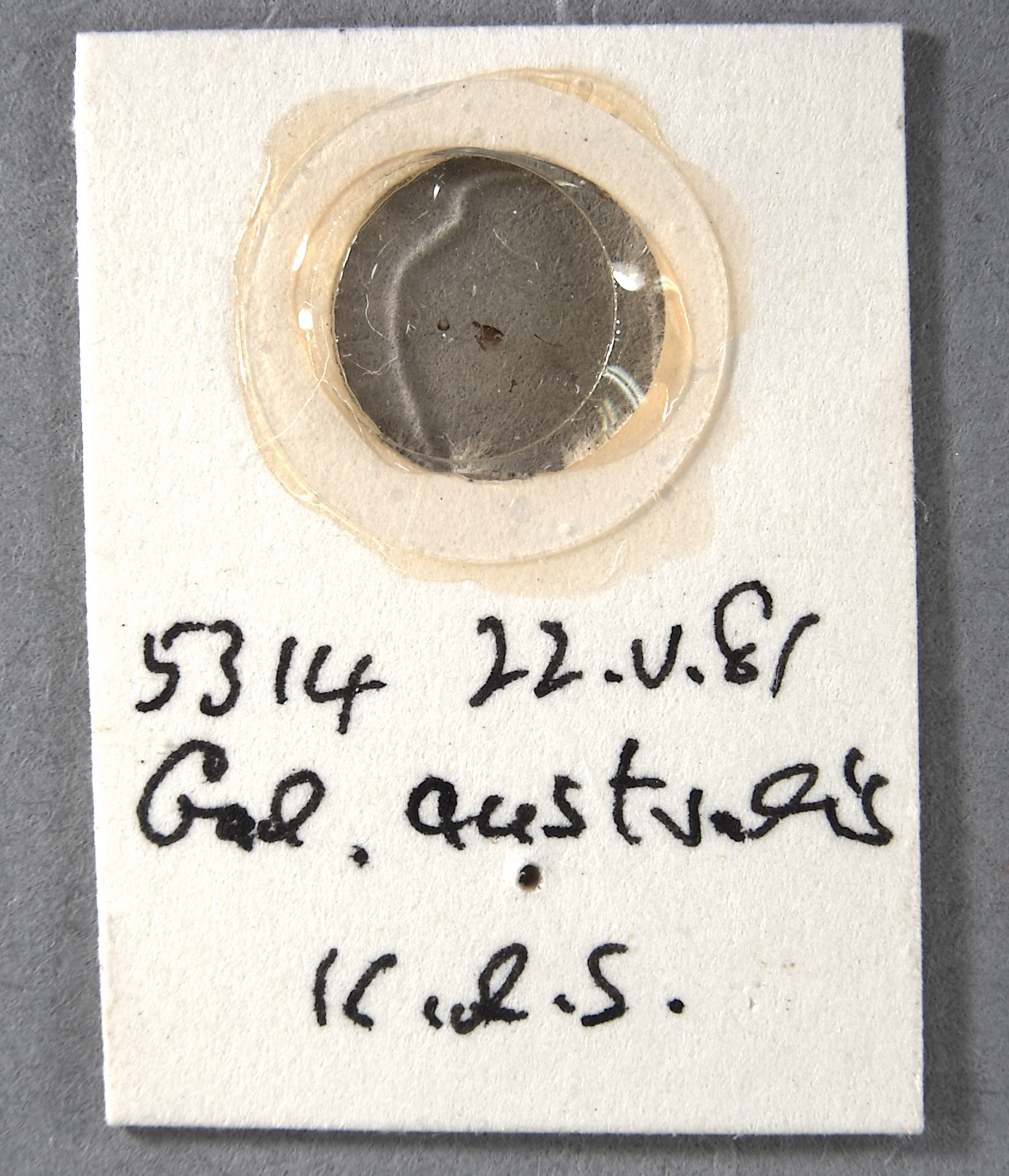 Galiomyza australis image