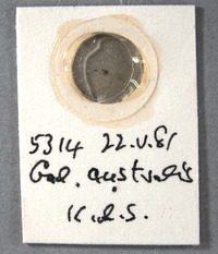 Galiomyza australis image