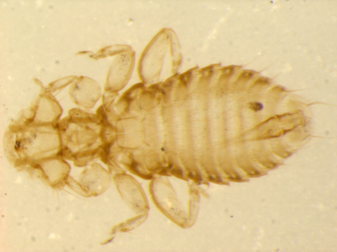 Trichodectidae image