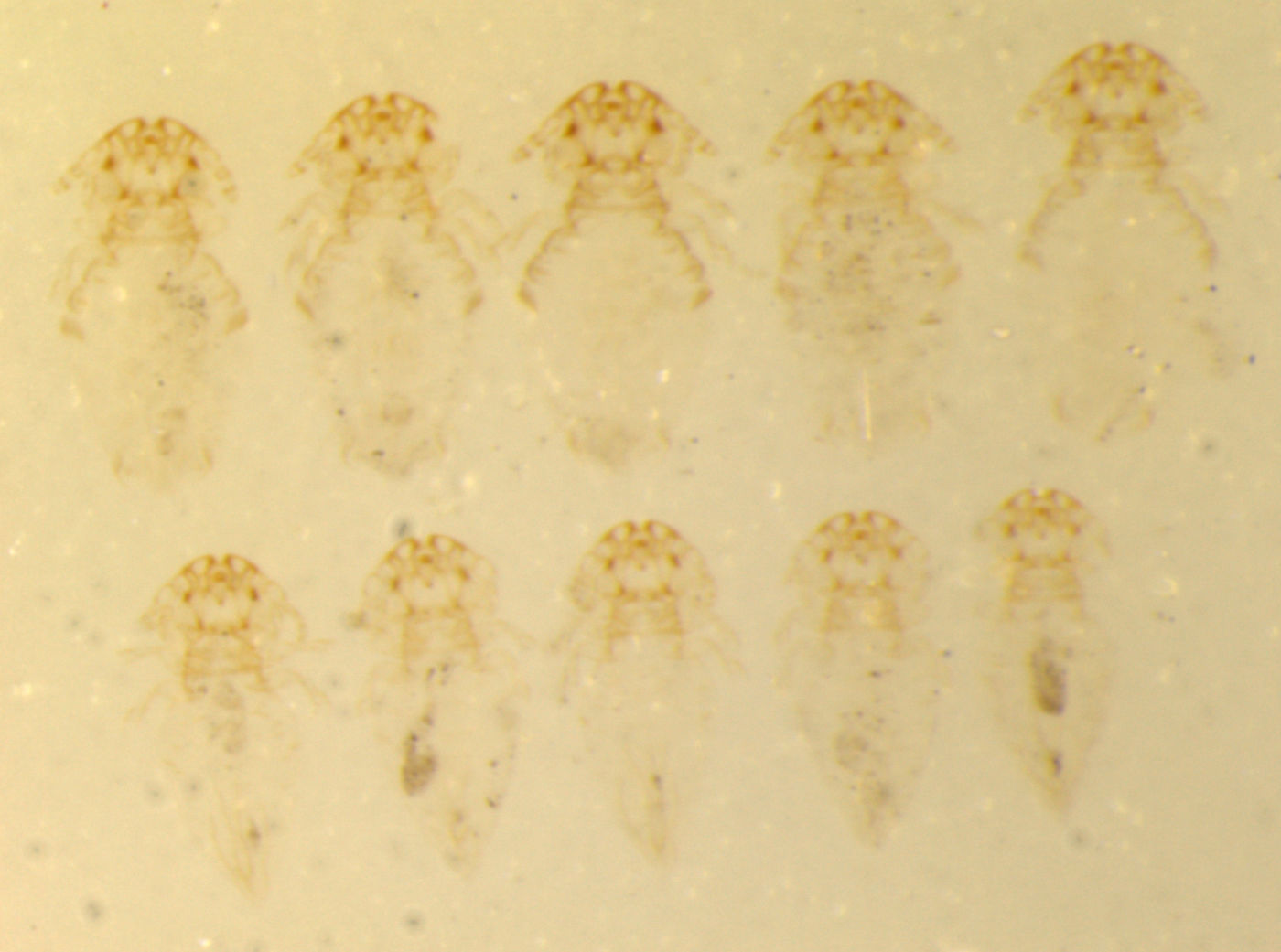 Geomydoecus orizabae image