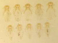 Geomydoecus orizabae image