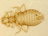 Image of Geomydoecus orizabae