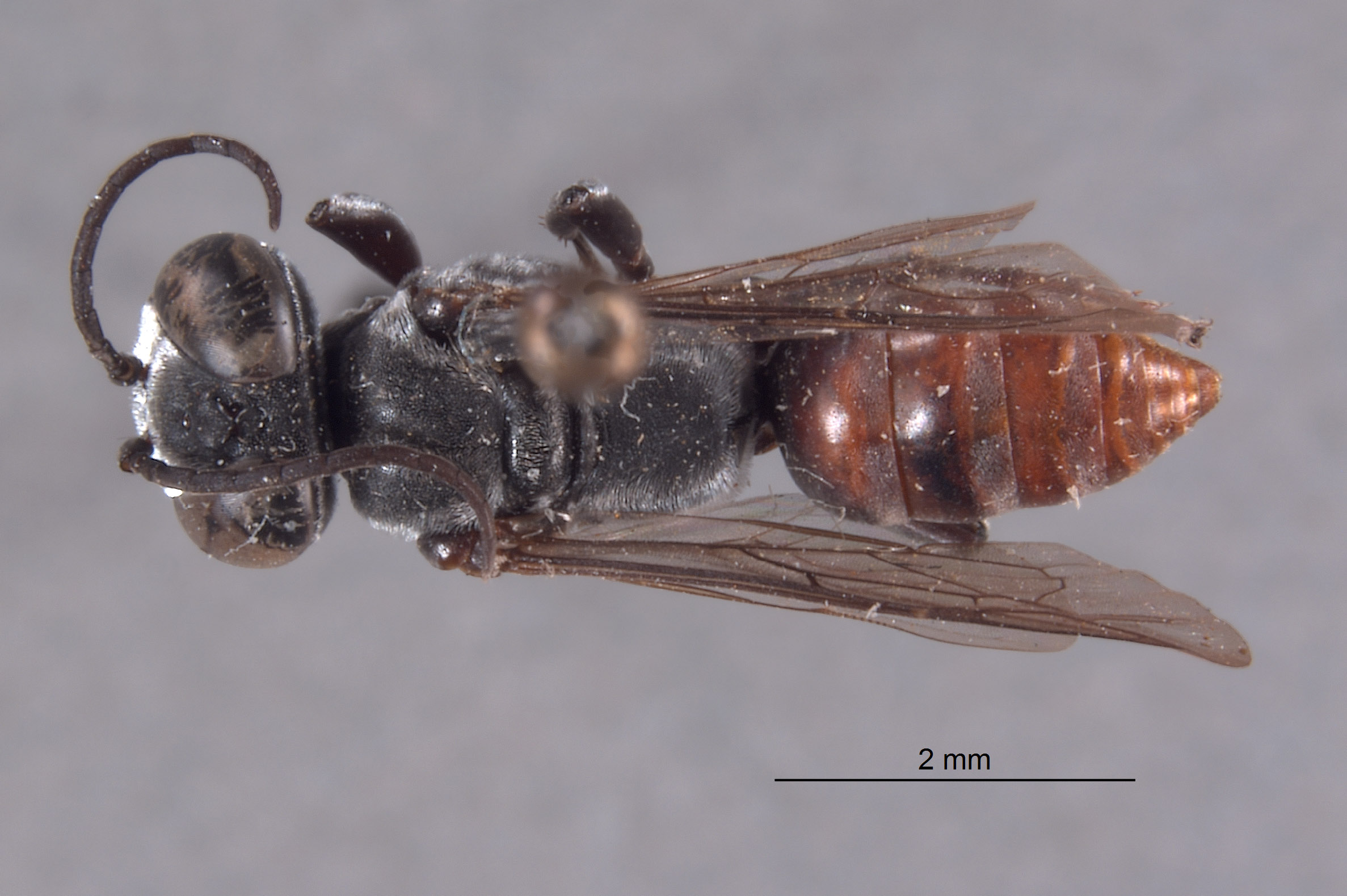 Tachysphex yuma image