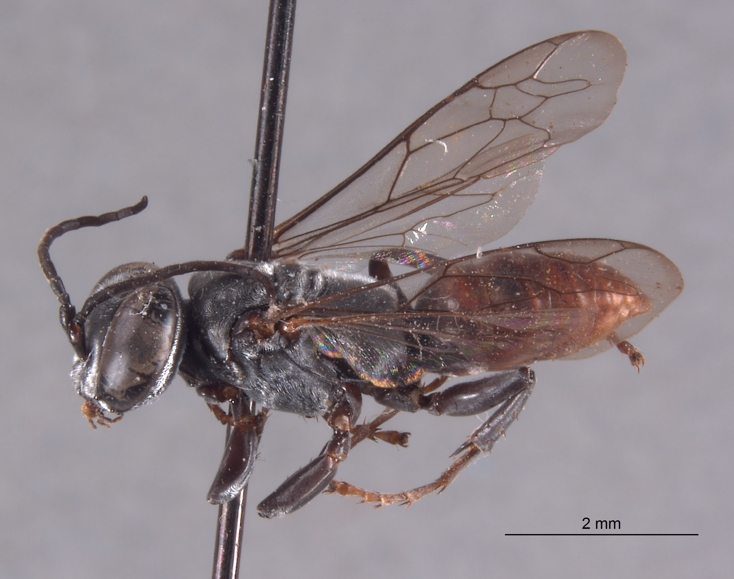 Tachysphex yuma image