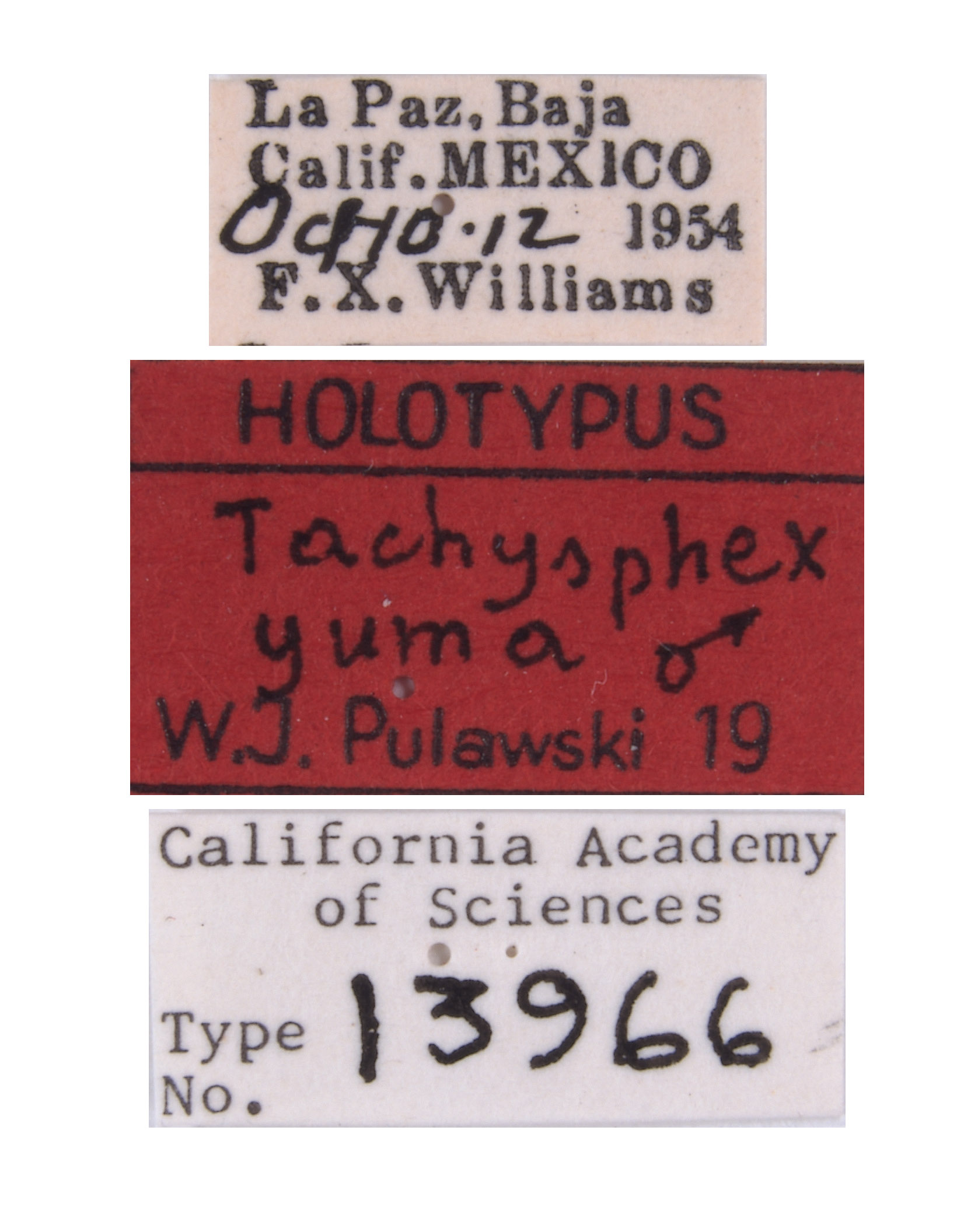 Tachysphex yuma image