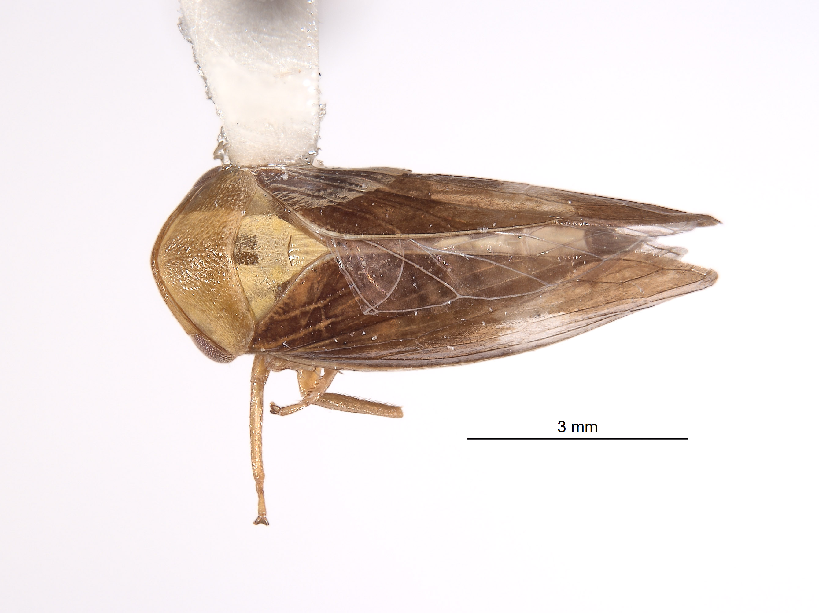 Macropsis aureocephala image