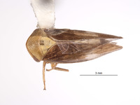 Image of Macropsis aureocephala
