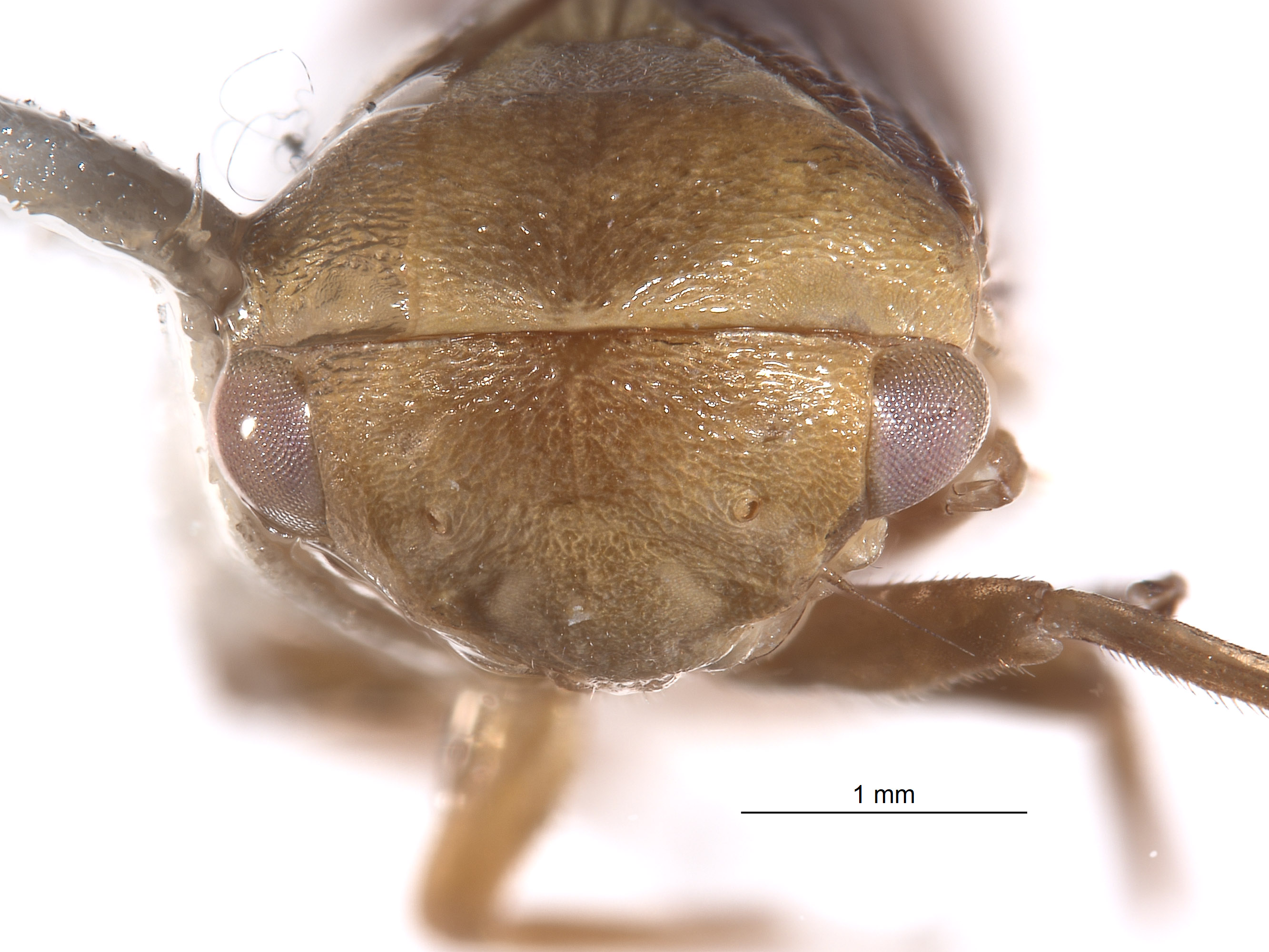 Macropsis image