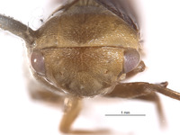 Macropsis aureocephala image