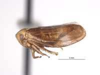 Macropsis aureocephala image
