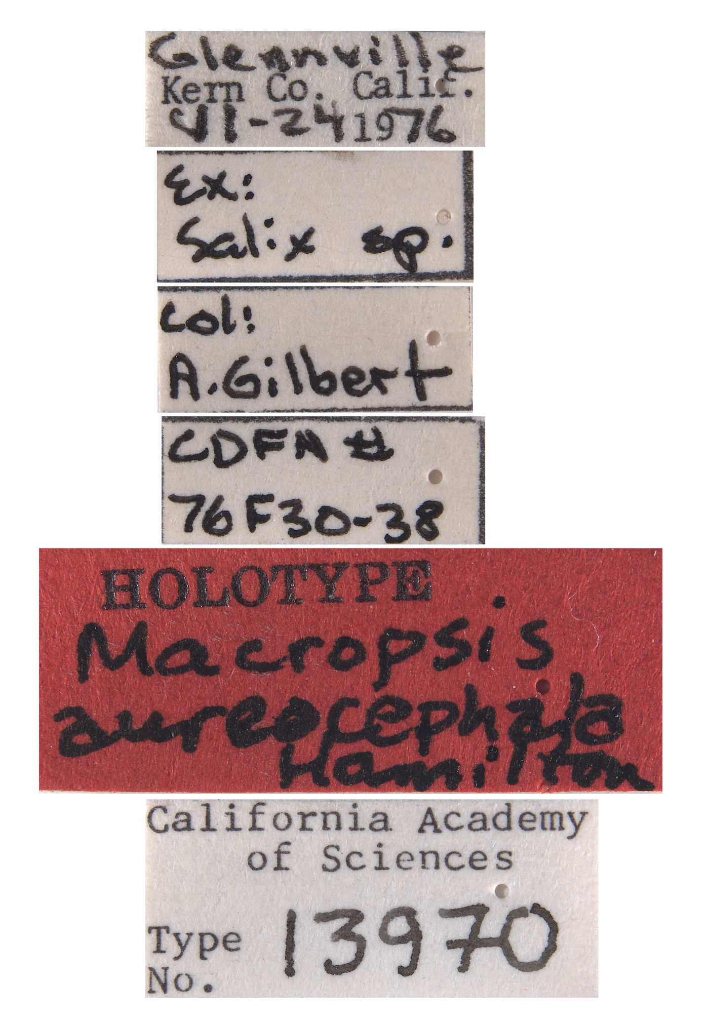 Macropsis aureocephala image