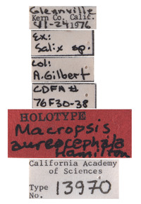 Macropsis aureocephala image