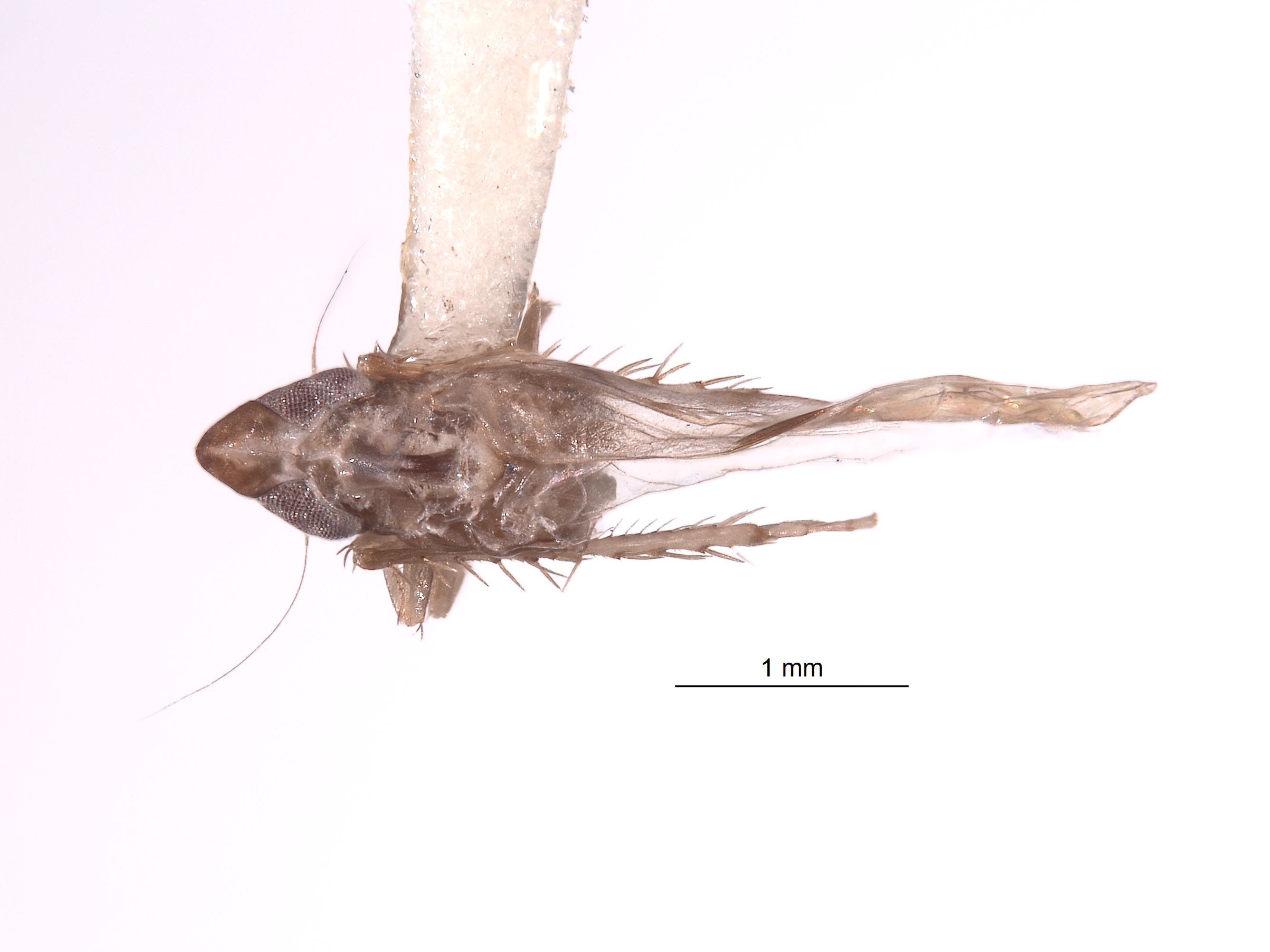 Acia assamensis image