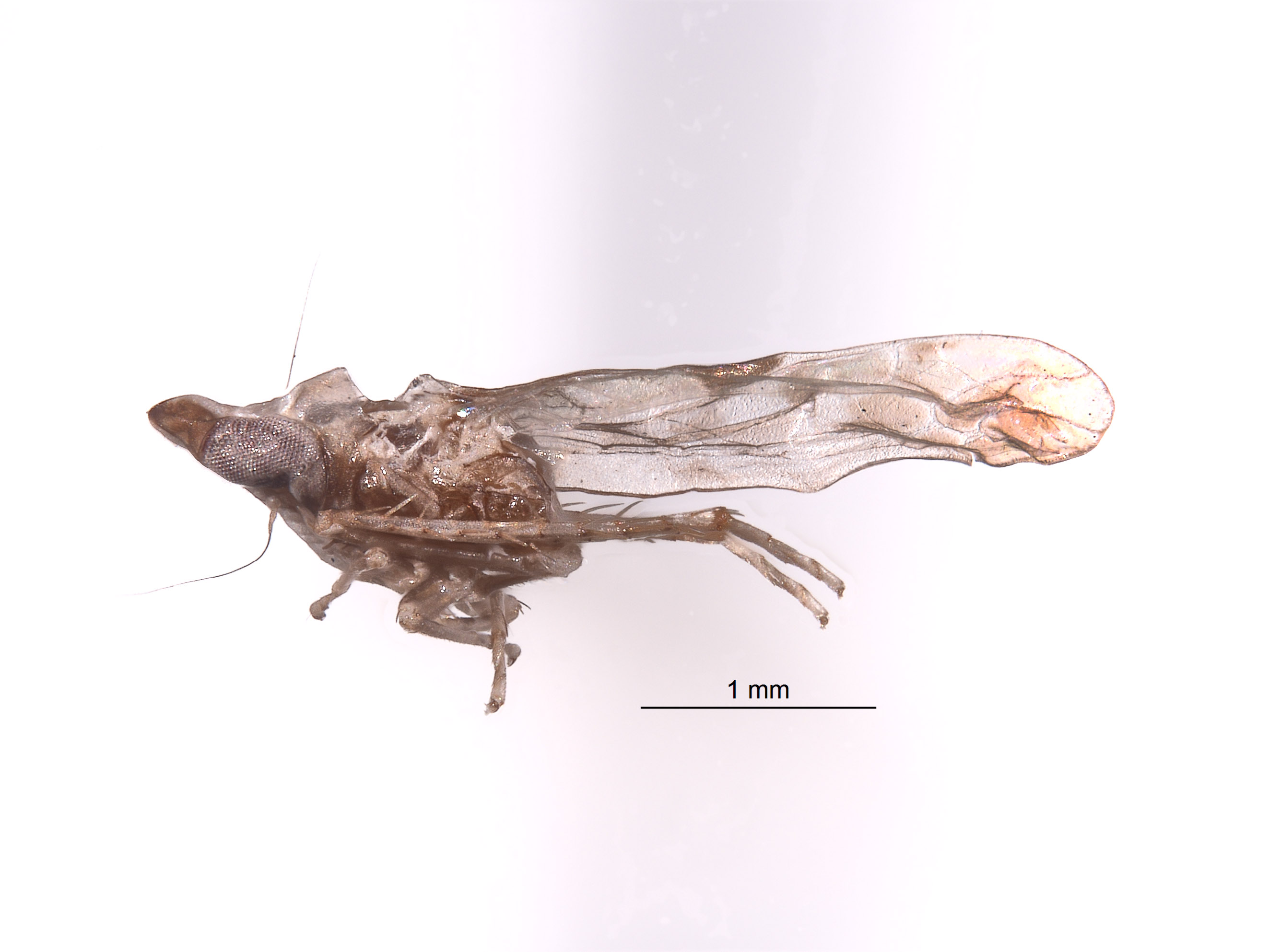 Acia assamensis image