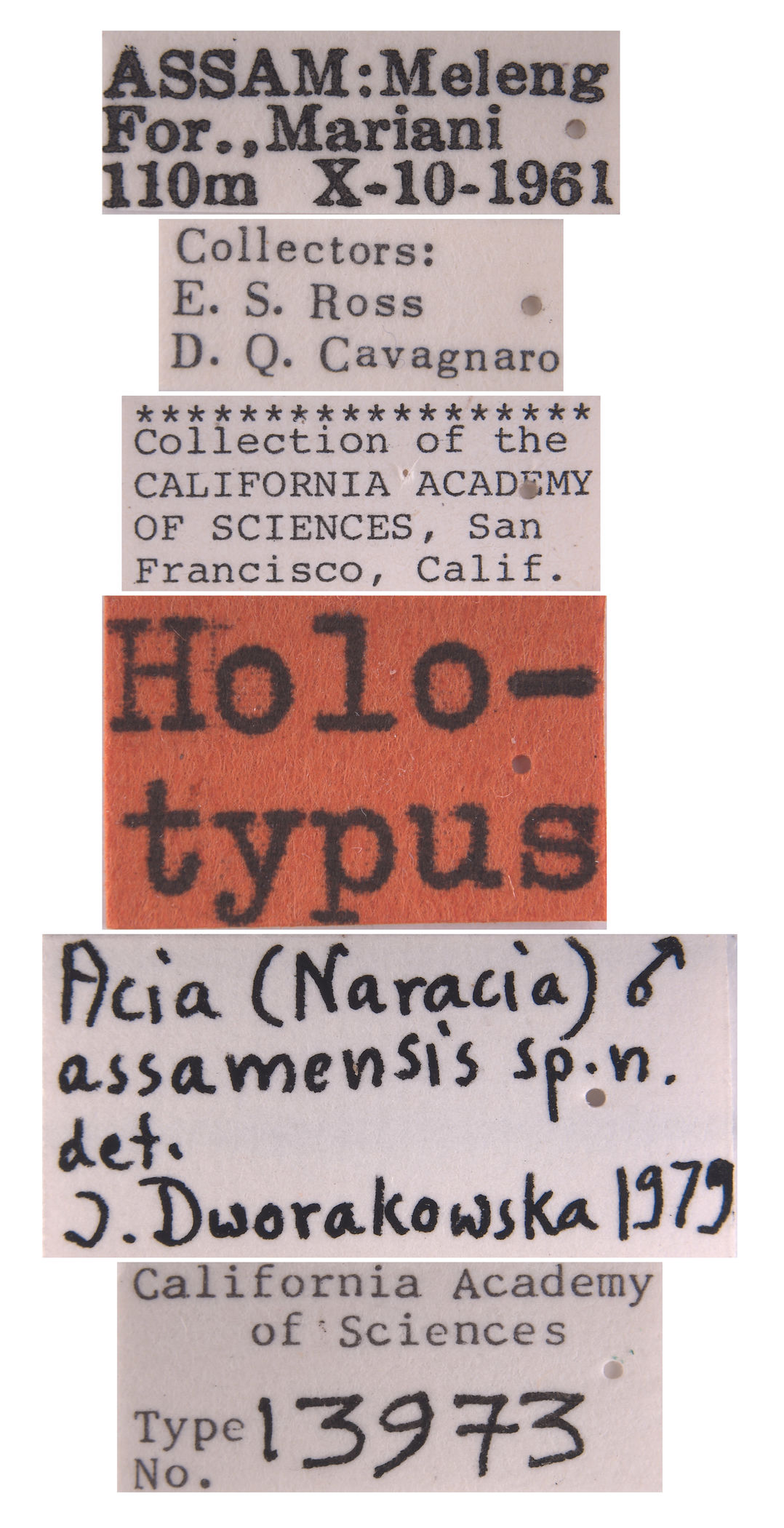 Acia assamensis image