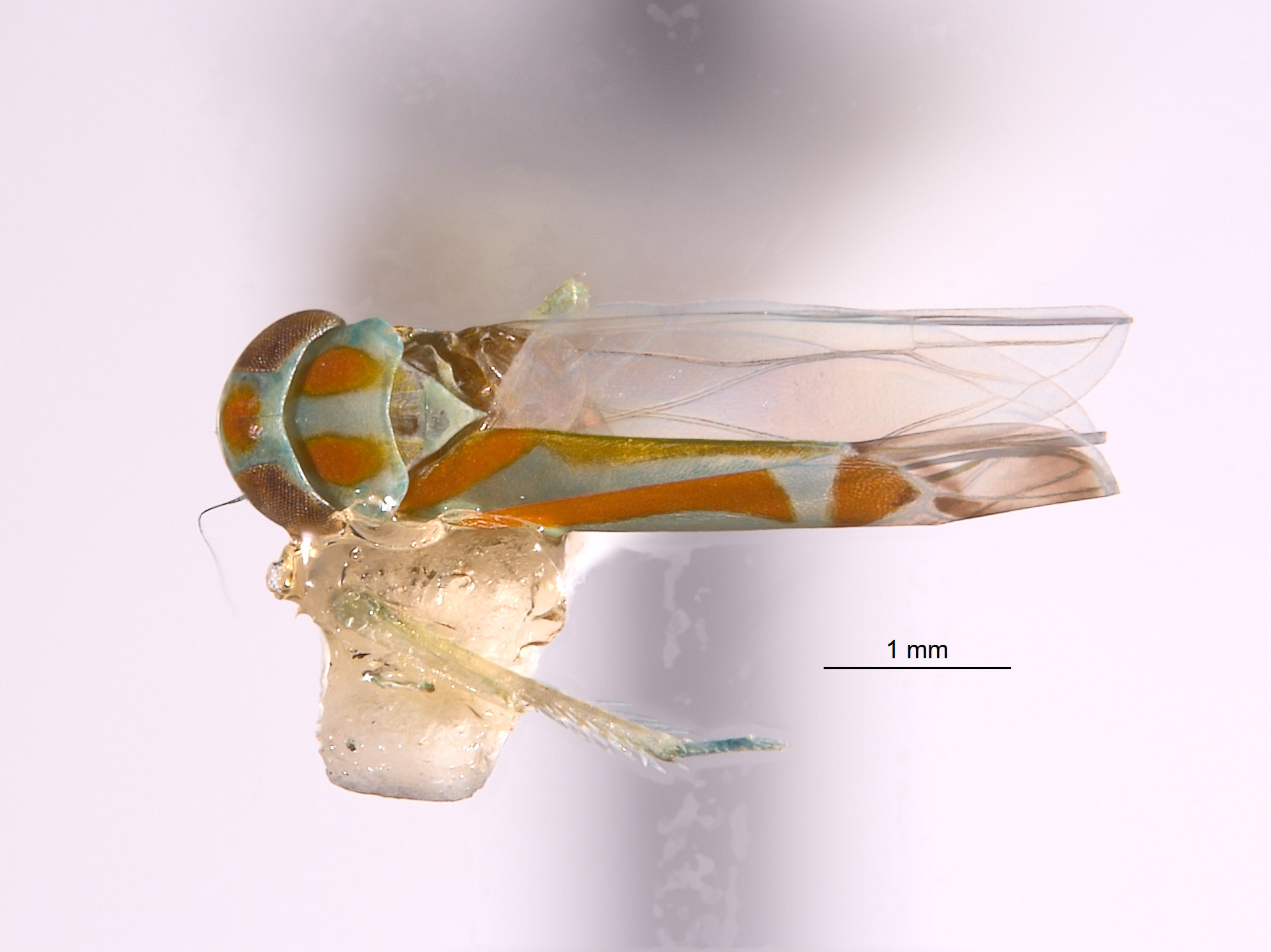 Afralebra melichari image