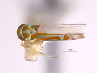 Afralebra melichari image