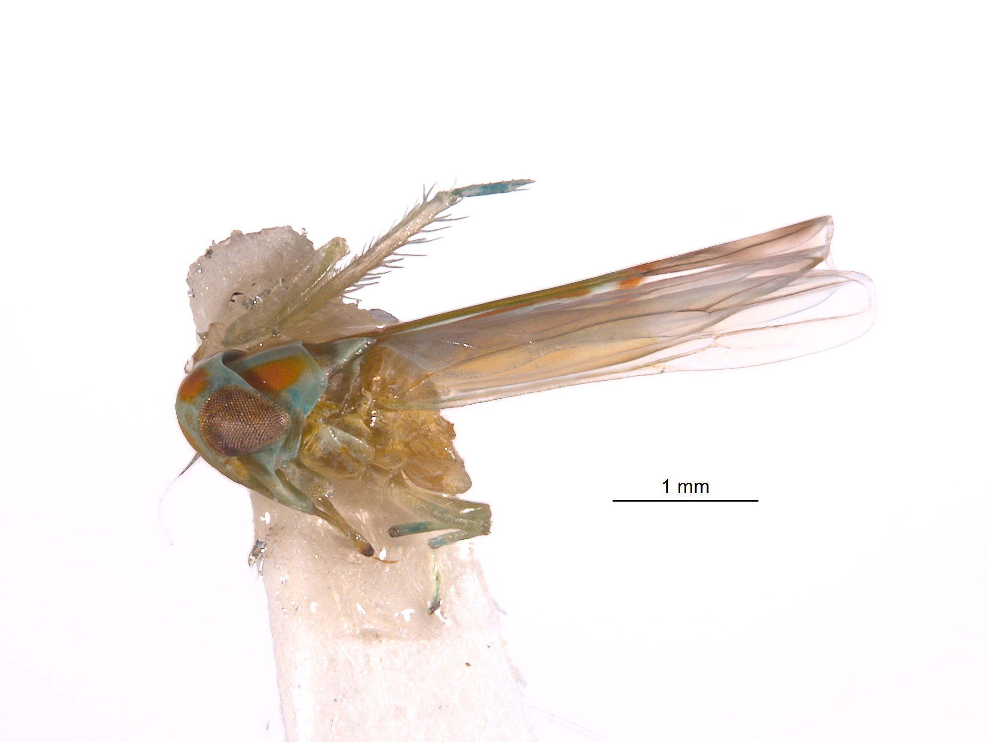 Afralebra melichari image